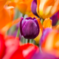 Flowers and Plants